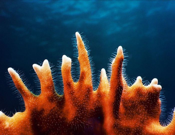 coral organisms