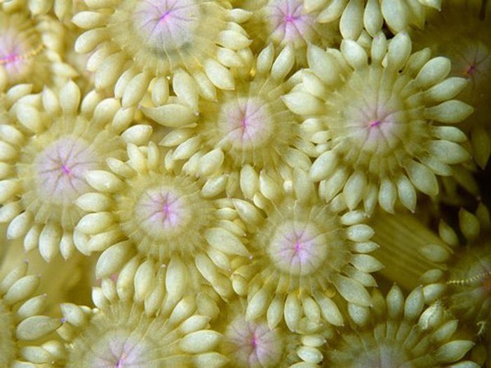 coral organisms