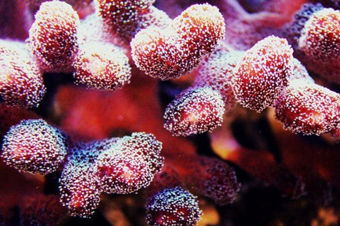 coral organisms