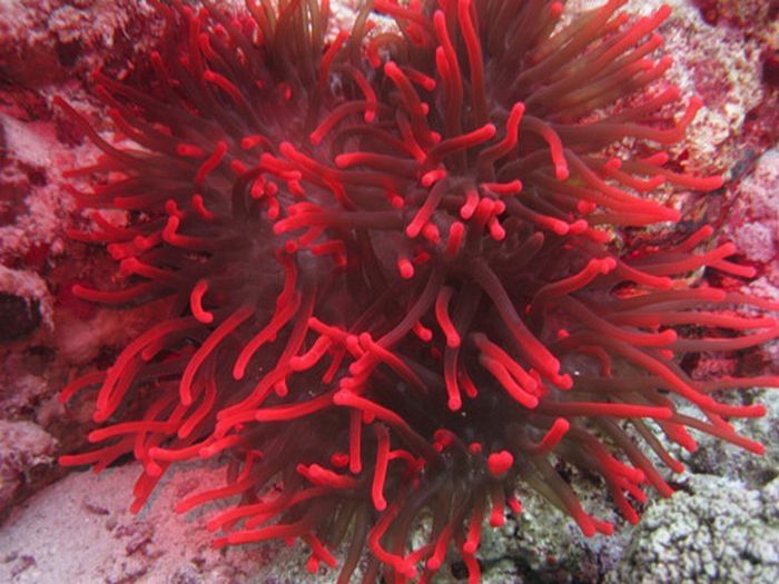 coral organisms