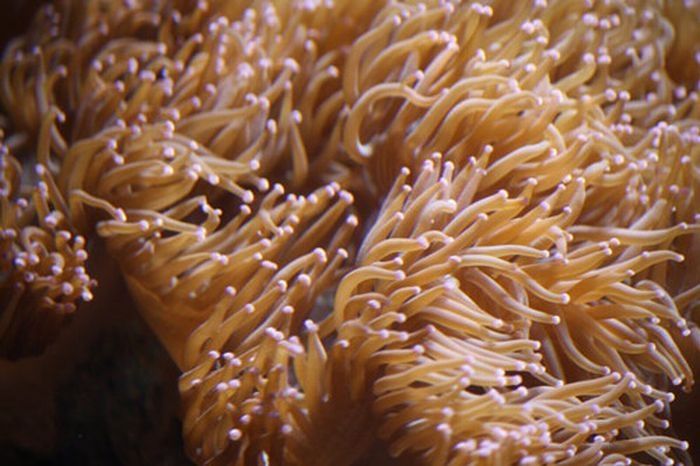 coral organisms