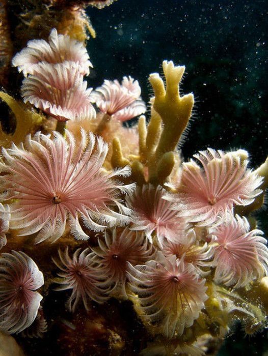 coral organisms