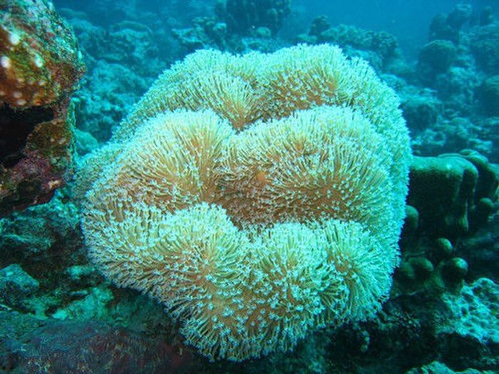 coral organisms