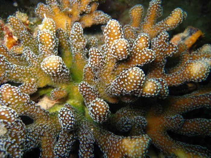 coral organisms