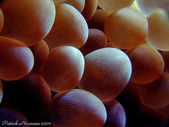 coral organisms