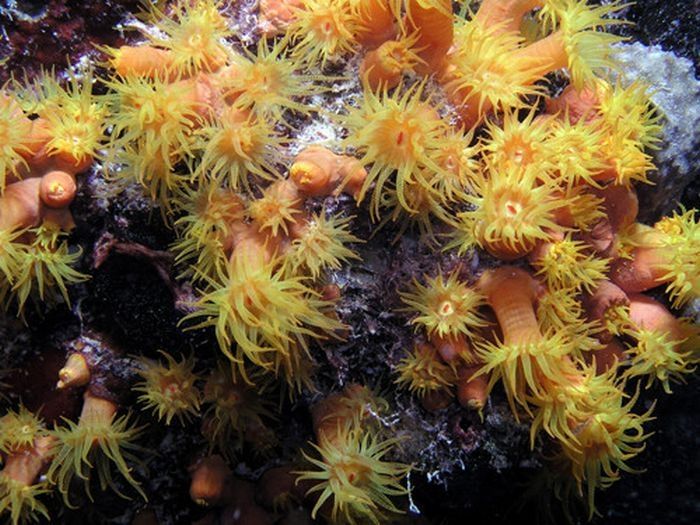 coral organisms