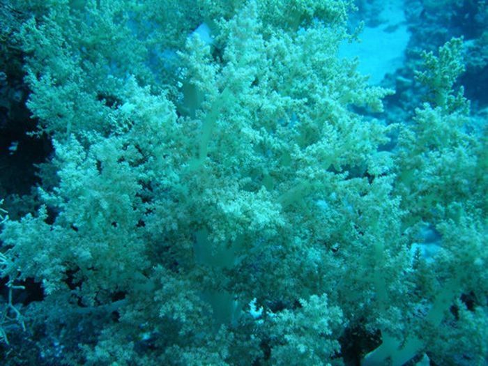 coral organisms