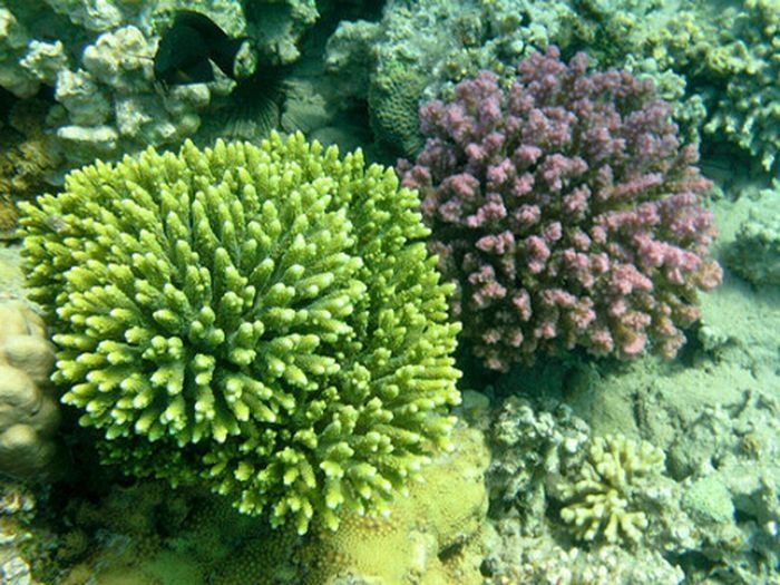 coral organisms