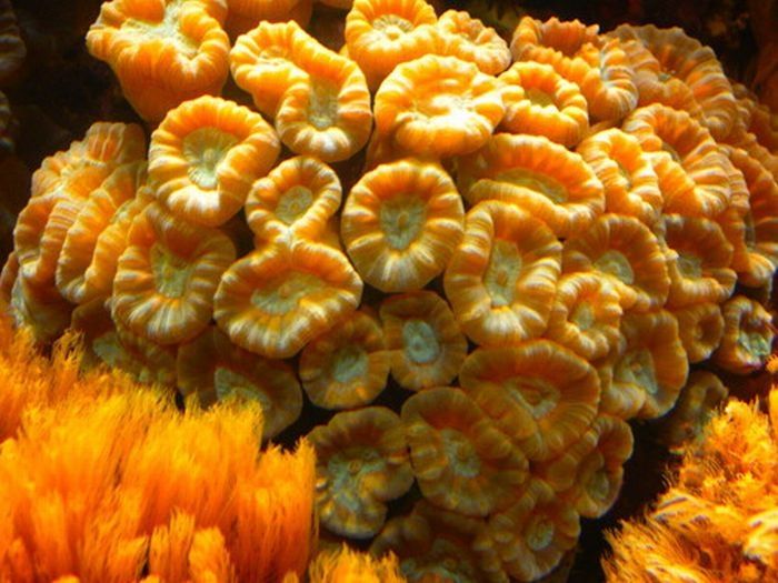 coral organisms