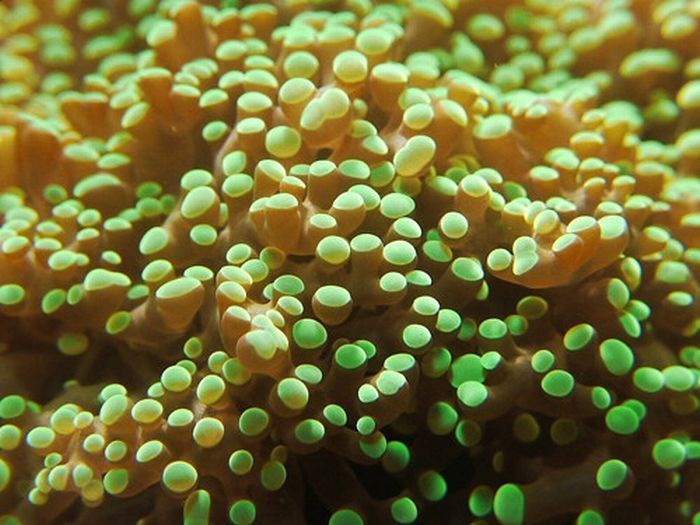 coral organisms