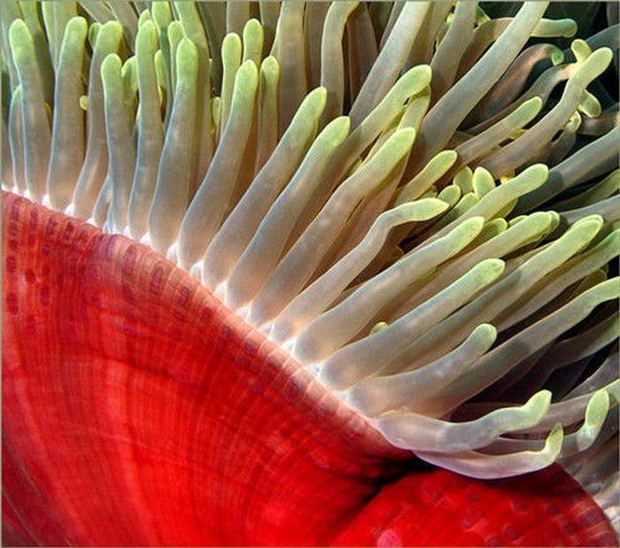 coral organisms