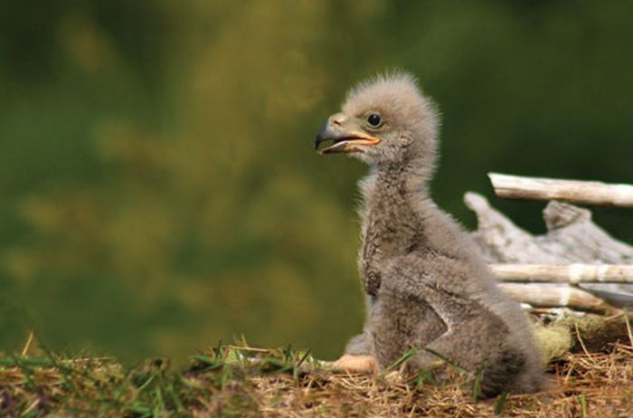 baby eagles