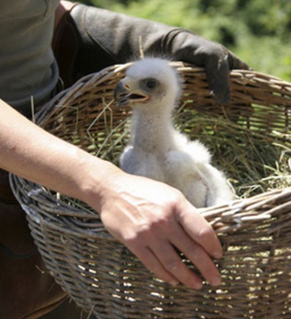 baby eagles