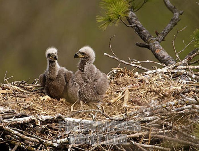 baby eagles