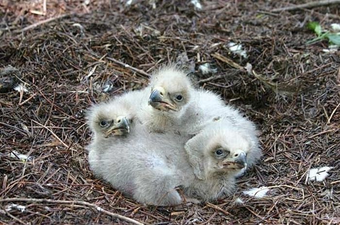 baby eagles