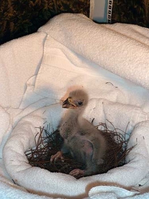 baby eagles