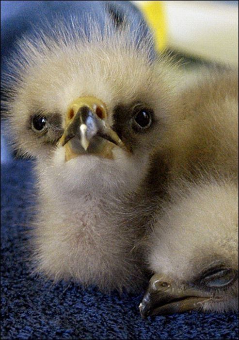 baby eagles