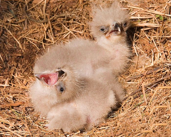 baby eagles