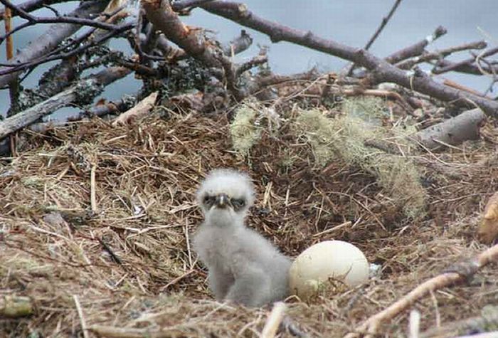 baby eagles