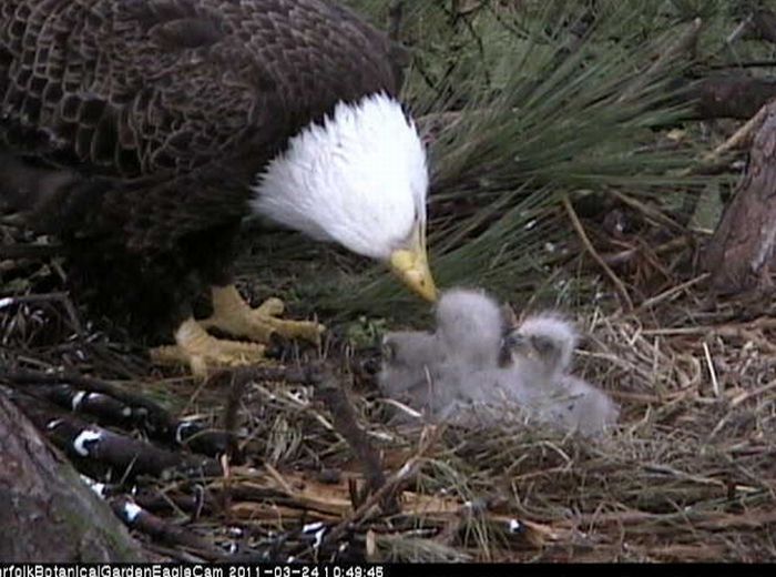 baby eagles