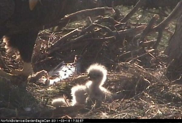 baby eagles