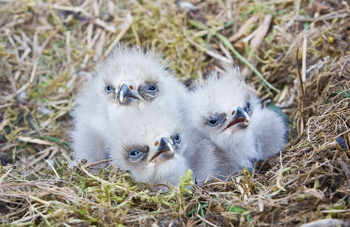 baby eagles