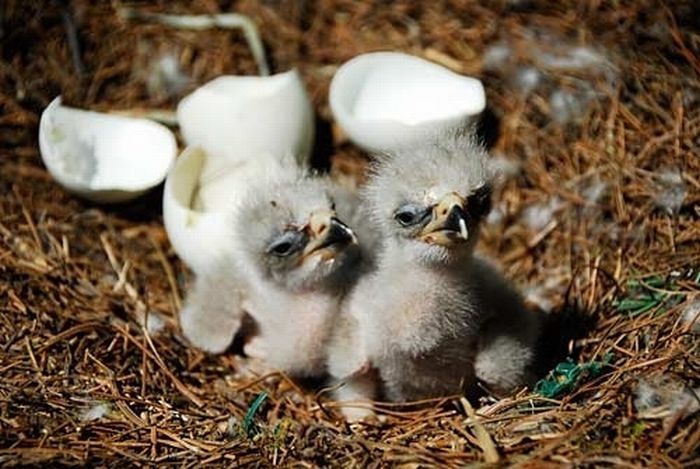 baby eagles