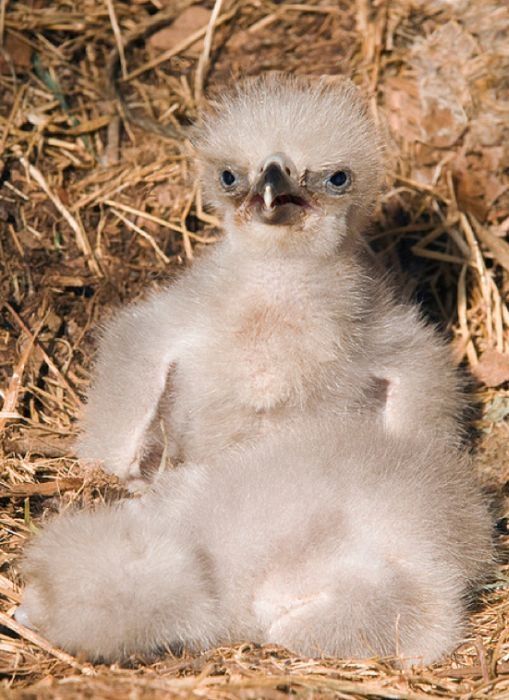 baby eagles