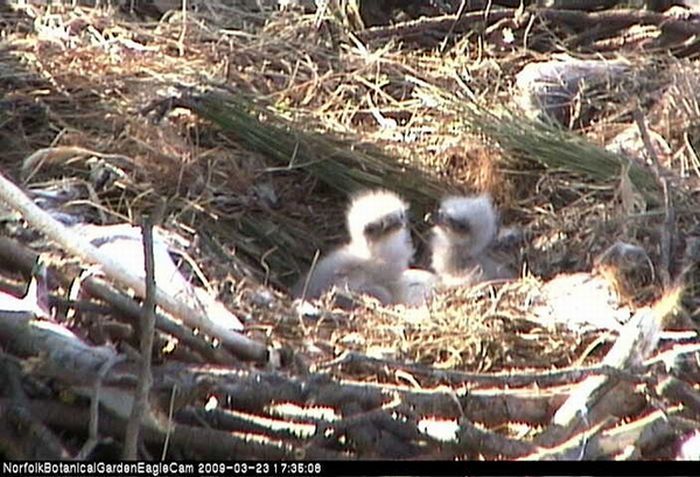 baby eagles