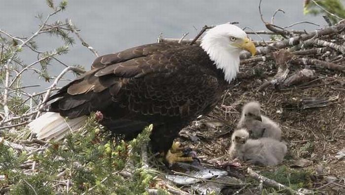 baby eagles