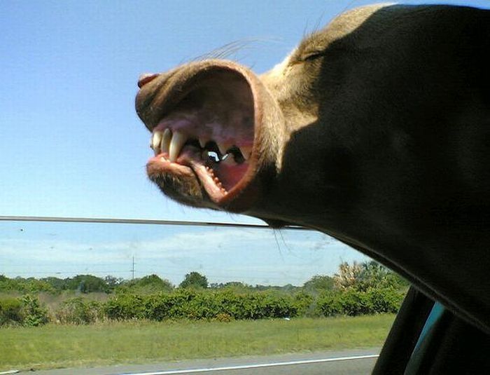 dog with his head out of the car window