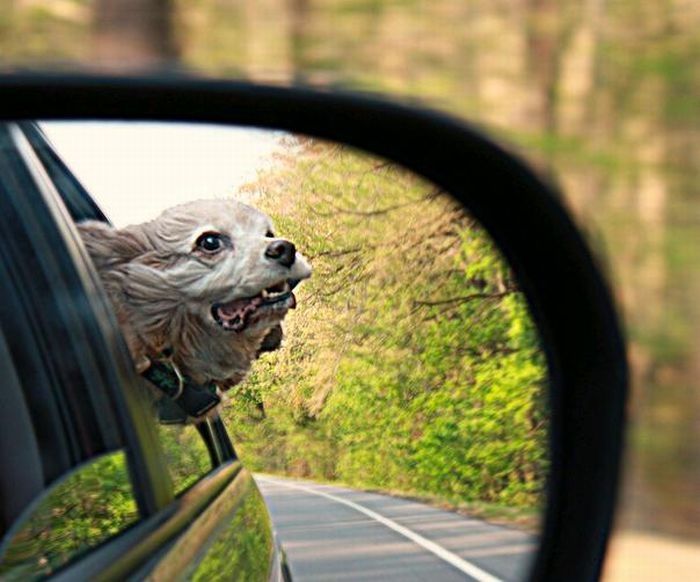 dog with his head out of the car window