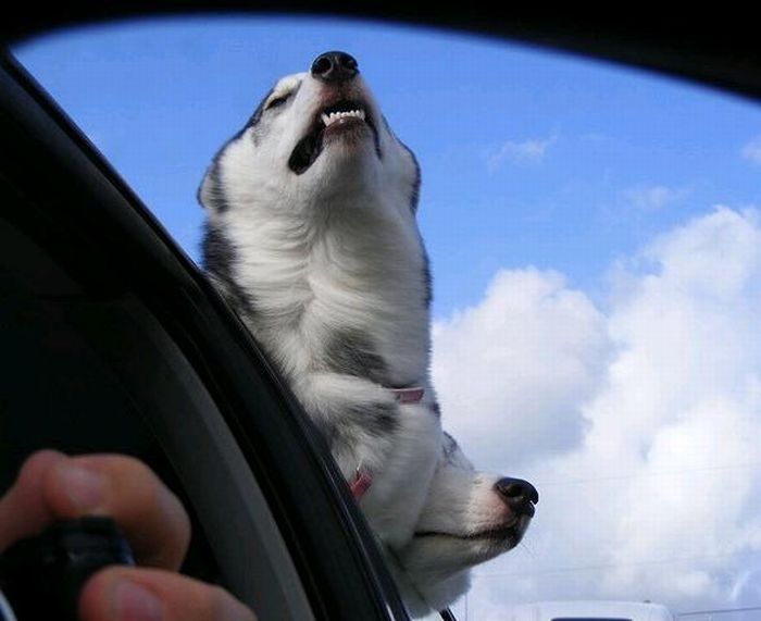 dog with his head out of the car window