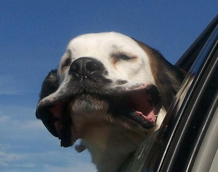 dog with his head out of the car window