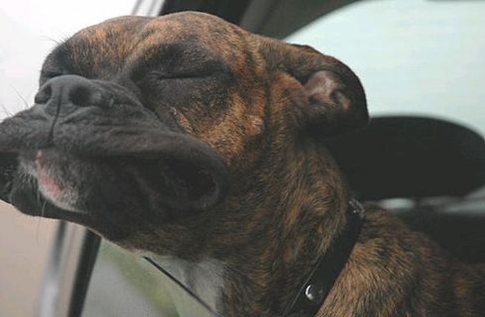 dog with his head out of the car window