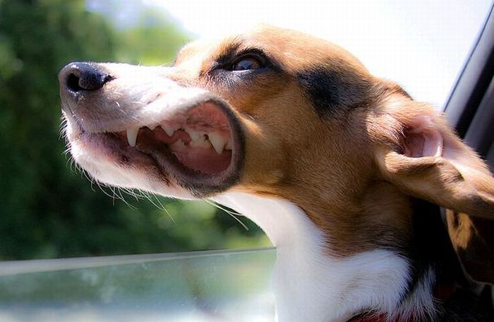 dog with his head out of the car window