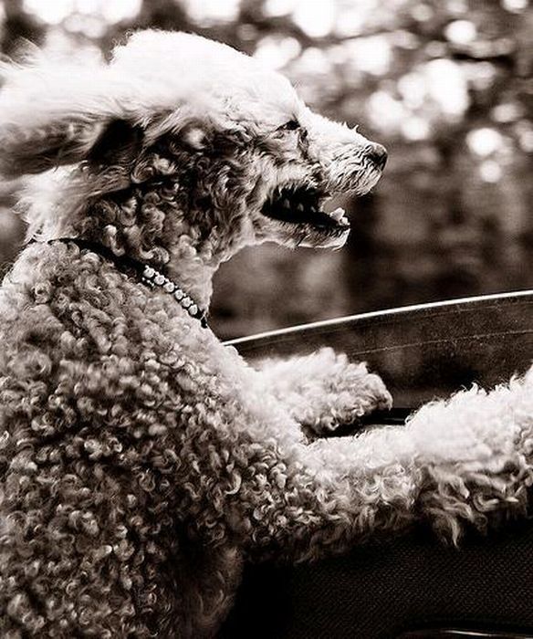 dog with his head out of the car window