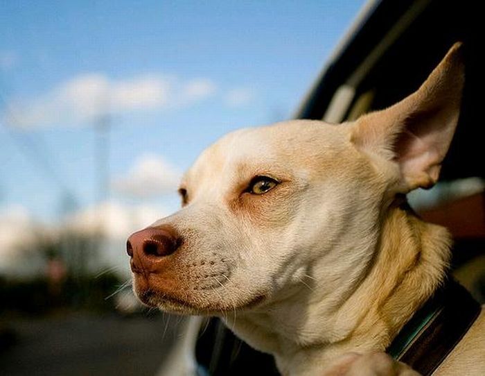 dog with his head out of the car window