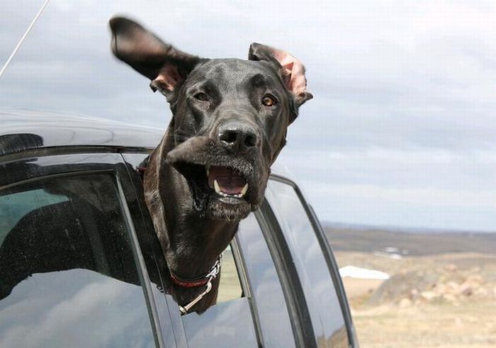 dog with his head out of the car window