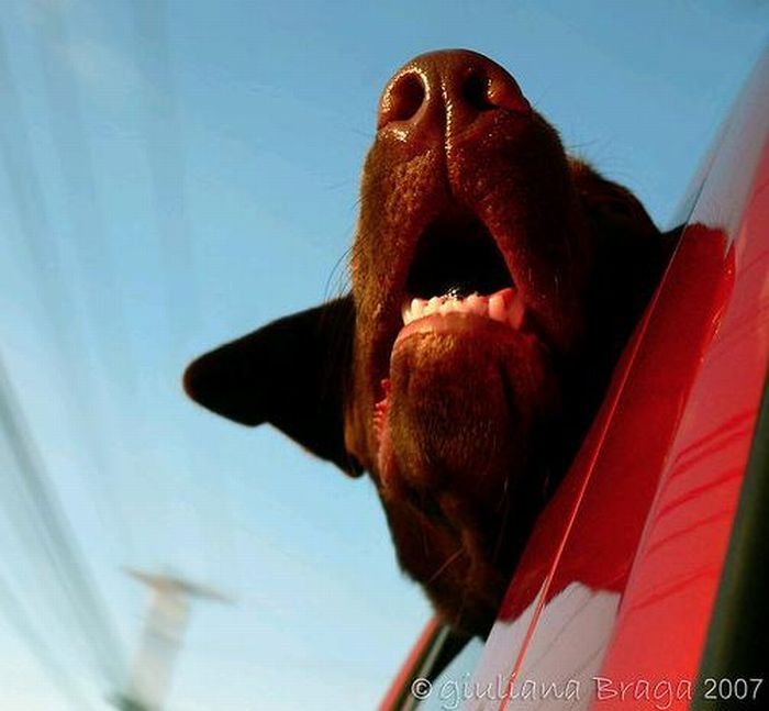 dog with his head out of the car window