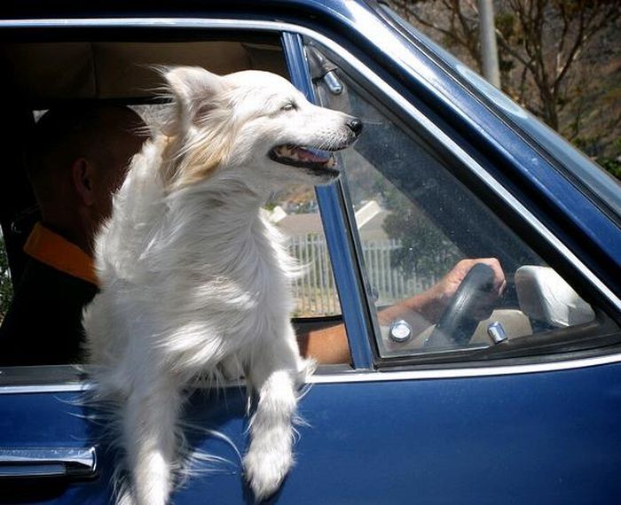 dog with his head out of the car window