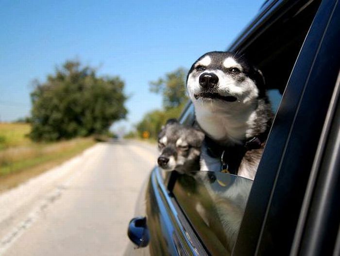 dog with his head out of the car window