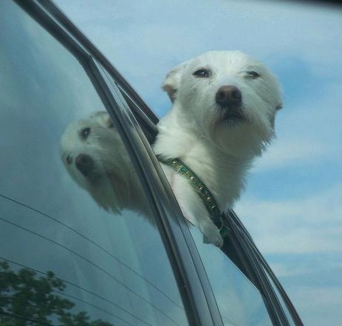 dog with his head out of the car window