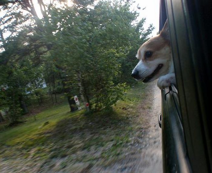 dog with his head out of the car window