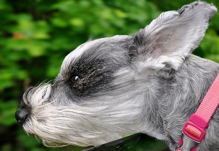 dog with his head out of the car window