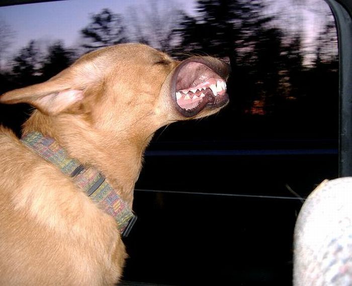 dog with his head out of the car window