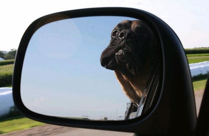 dog with his head out of the car window