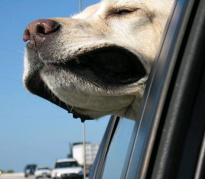 dog with his head out of the car window