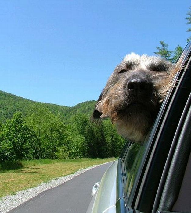 dog with his head out of the car window