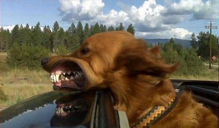 dog with his head out of the car window